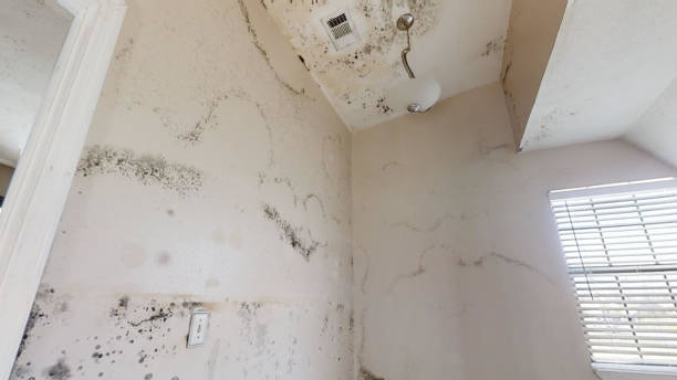 Best Forensic Mold Investigation  in Umatilla, OR