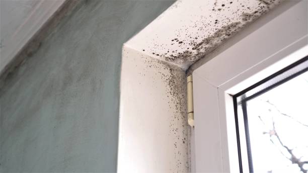 Best Comprehensive Air Testing for Mold Contaminants  in Umatilla, OR