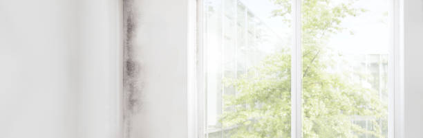 Mold Documentation for Insurance Claims in Umatilla, OR