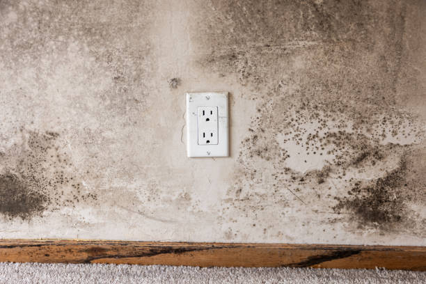 Professional Mold Removal in Umatilla, OR