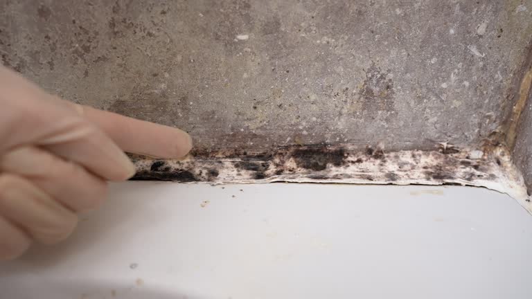 Best Mold Removal for HVAC Installations  in Umatilla, OR
